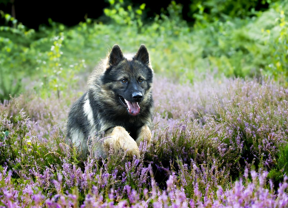 Photo-Gras Wanderung: Hunde im Fokus